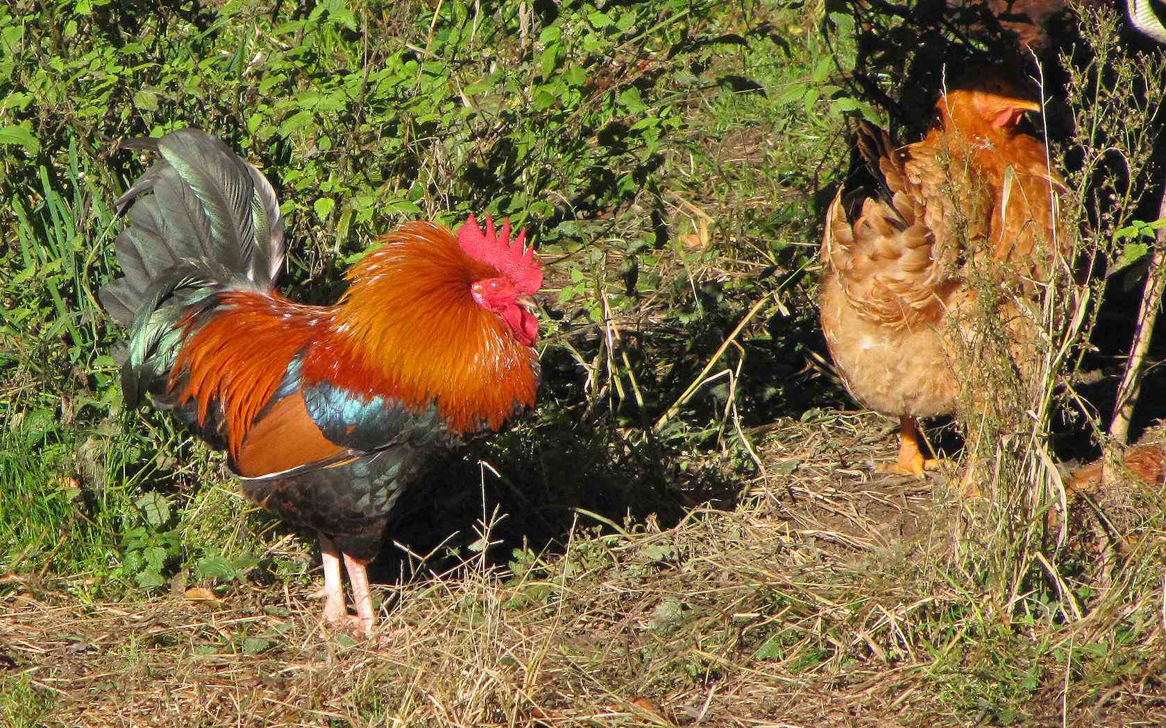 Gallo Ringalluzzito